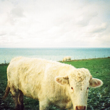 Cow Grazing Near Ocean on Cloudy Day