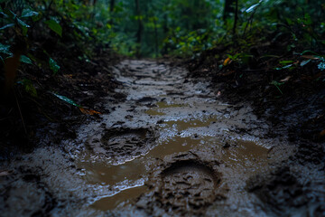 Fototapeta premium Footprints left in the mud after a rainfall trace a subtle journey, evoking transient moments in nature’s wet embrace.