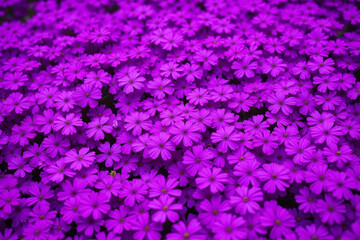 Fototapeta premium bunch of purple flowers that are in the grass