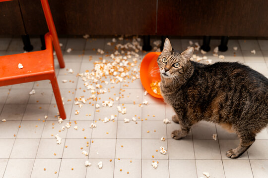 Curious Cat Investigates Spilled Popcorn on Floor