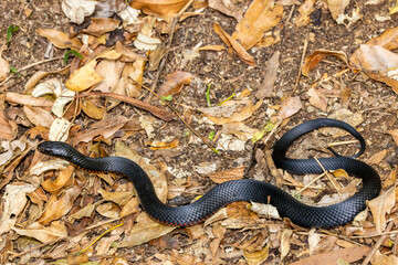 Australian venomous Red-bellied Black Snake