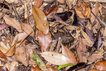 Fleay's Barred frog is well camouflaged hiding in leaf litter on the foest floor