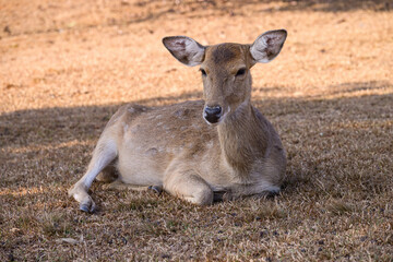 Spotted Deer is lying on the ground in the field.