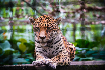  Jaguar el Rey de la selva © Angel