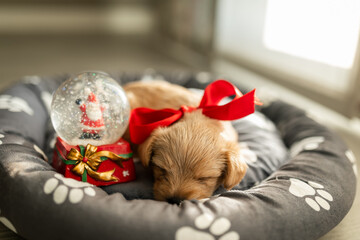 Puppy with red bow and Christmas snowball