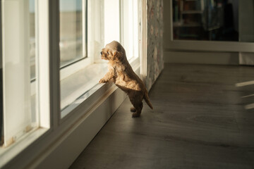 adorable puppy by a window at home watching the sunset