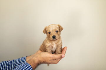 hands of unrecognizable man holding adorable puppy
