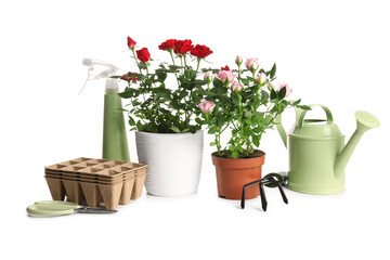 Beautiful roses in pots and gardening supplies on white background