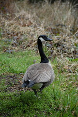 Canadian goose