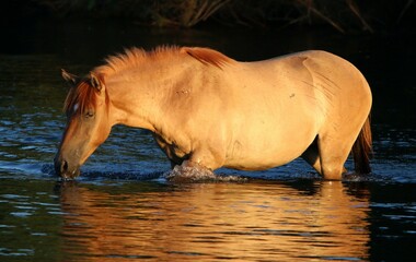 Wild Horse in Morning Light 