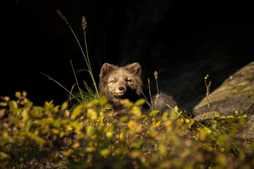 Arctic fox enjoys the sun