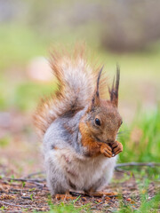 Squirrel eats a nut while sitting in green grass. Eurasian red squirrel, Sciurus vulgaris
