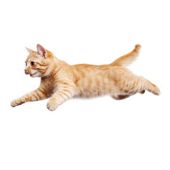 playful orange cat leaps gracefully through air, showcasing its agility and energy