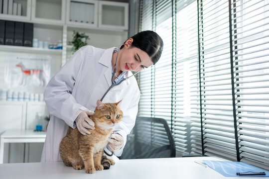 Asian veterinarian examine cat during appointment in veterinary clinic.