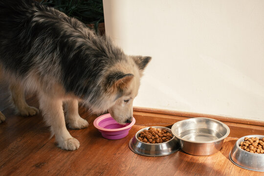 Huskey sniffing its food