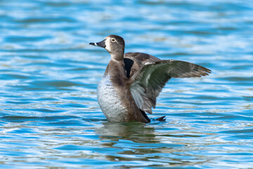La belleza de la naturaleza, patos en el lago.