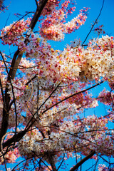 Thai cherry blossoms