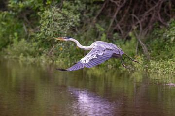 great blue heron ardea cinerea
