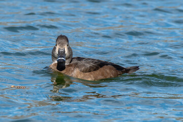 La belleza de la naturaleza, patos en el lago.