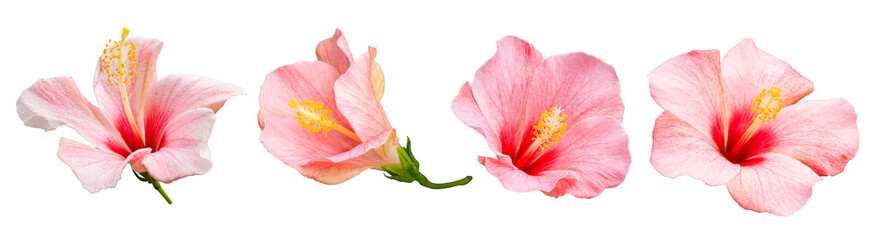 Bunga raya. Bright large pink hibiscus flower. Flowers of Chinese hibiscus, China rose. Hawaiian...