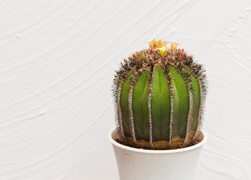 Close-Up of Colorful Cactus in White Pot with Texture Background