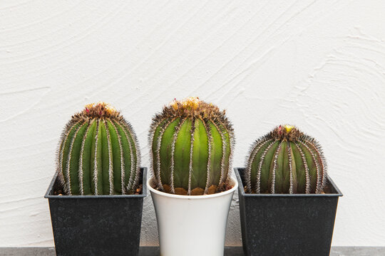 Three Potted Barrel Cacti Against Textured White Wall in Minimal