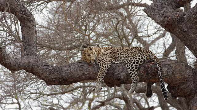 Sleepy leopard naps on tree branch on South Africa safari, low angle