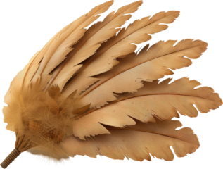 Elegant Natural Feathers on a Dark Background for Artistic and Crafting Projects