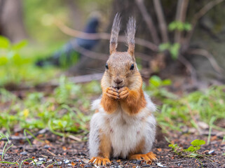 Squirrel eats a nut while sitting in green grass. Eurasian red squirrel, Sciurus vulgaris