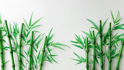 Lush green bamboo stalks and leaves isolated on white.