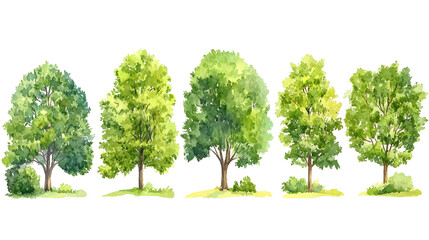 A group of green trees isolated on a white background