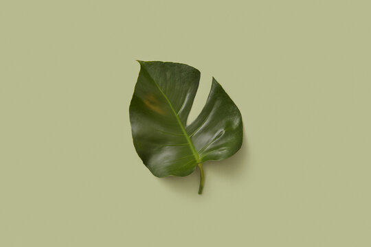 Single glossy green leaf of palm tree on olive background