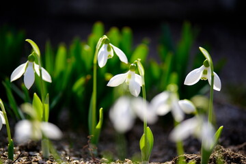 スノードロップ