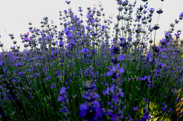 Naklejka premium Purple Lavender Flowers Against Blurred Meadow Background