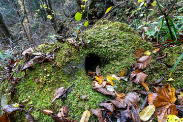 Fototapete bei efototapeten.de bestellen   