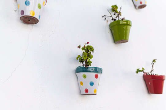 Polka dot flower pot with geraniums on whitewashed wall