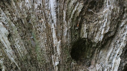 Stunning Natural Pattern of Fossilized Dead Coral Reefs Texture Close-Up