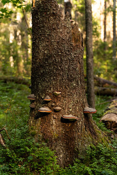 Mushrooms on Tree Trunk
