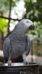 Obraz premium A grey parrot on a metal bowl