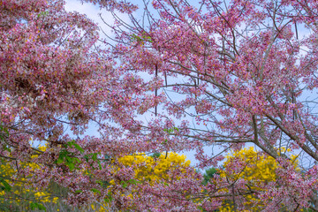 blooming cherry tree in spring