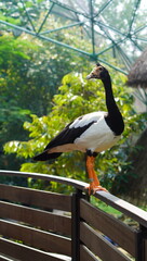 A magpie goose perched on a wooden railing
