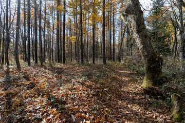 Historic old road “Salt Road” which is also a long distance hiking course and its surroundings