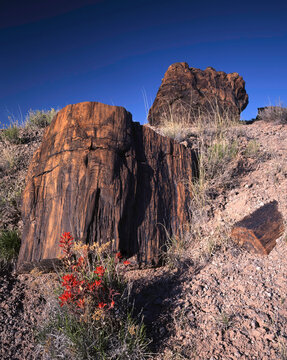 Closeup petrified tree stumps desert paintbrush Petrified Forest NP