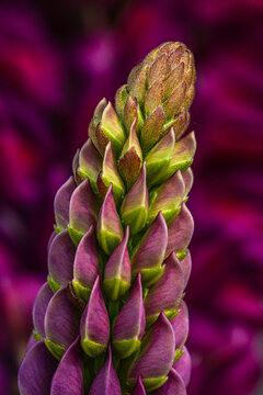 lupine in bloom