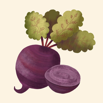 A beautifully illustrated beetroot rests with its leafy greens intact