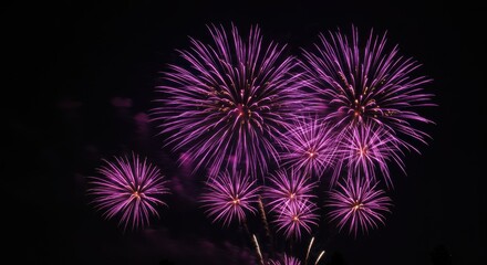 Fototapeta premium Vibrant purple fireworks, night sky, explosive bursts, festive celebration, dark background, sparkling lights, pyrotechnic display, celestial spectacle, radiant starbursts, illuminated atmosphere, daz