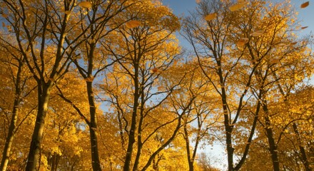 Fototapeta premium Autumn forest, towering maple trees, golden foliage, blue sky, sunlight filtering through branches, low angle view, vibrant fall colors, tree canopy, nature photography, crisp autumn day, leafy treeto