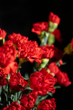 Close-up of red carnations with soft shadows