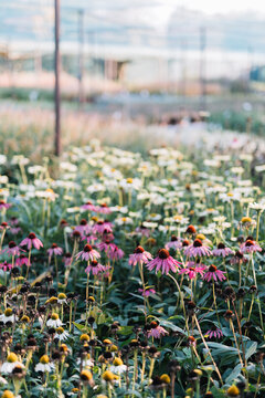 Vibrant Flower Field in Bloom