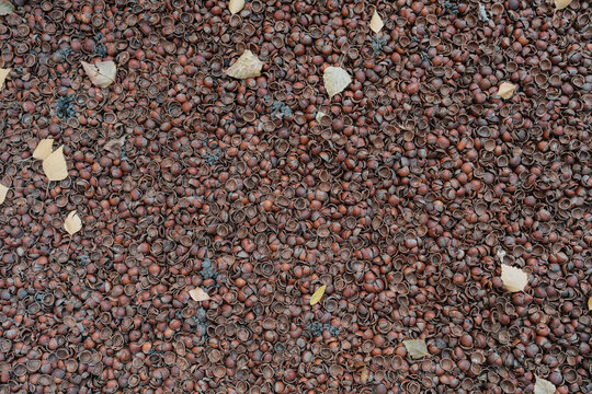 Textured Ground of Nature's Bits